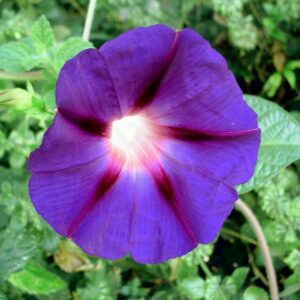 Ljubičasti ladolež